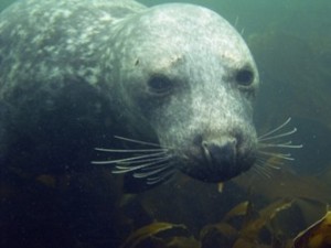 Our seals are in danger!