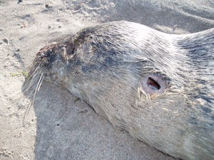 shot seal on Scottish beach