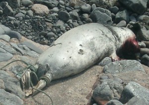 Shot seal on Crovie beach