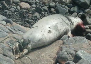 A shot seal on beach at Crovie